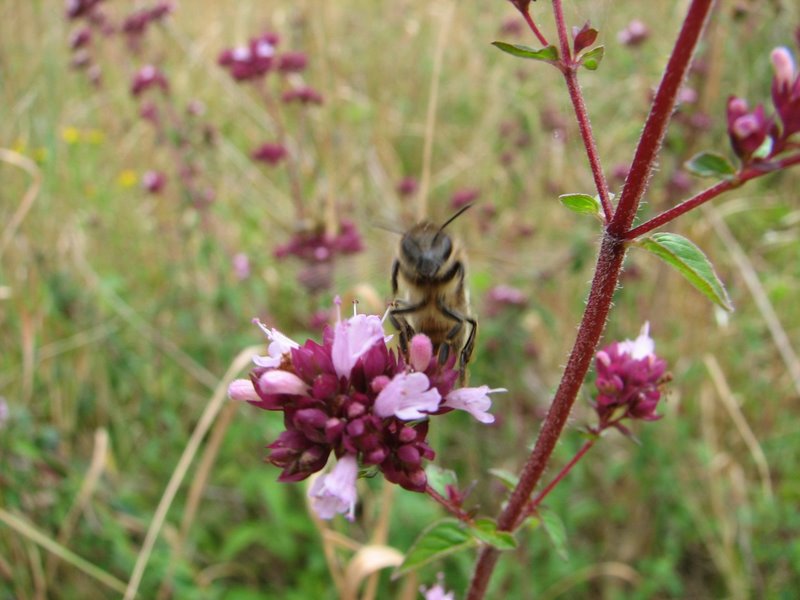 2010-07-Sortie botanique à Ruffin